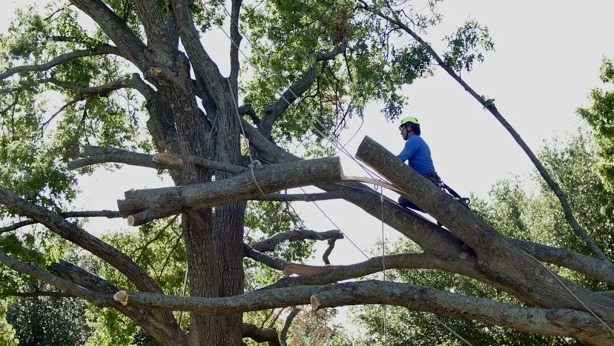 Professional Hazardous Tree Removal performed by certified arborists in Clementon
