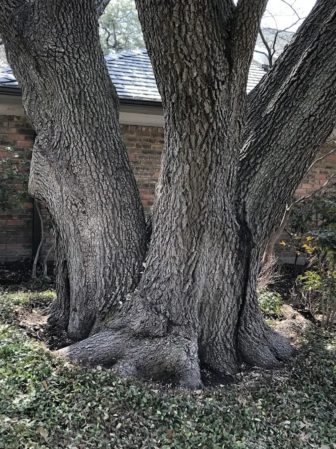 Mature heritage tree close to a Clementon property cared for by certified arborists